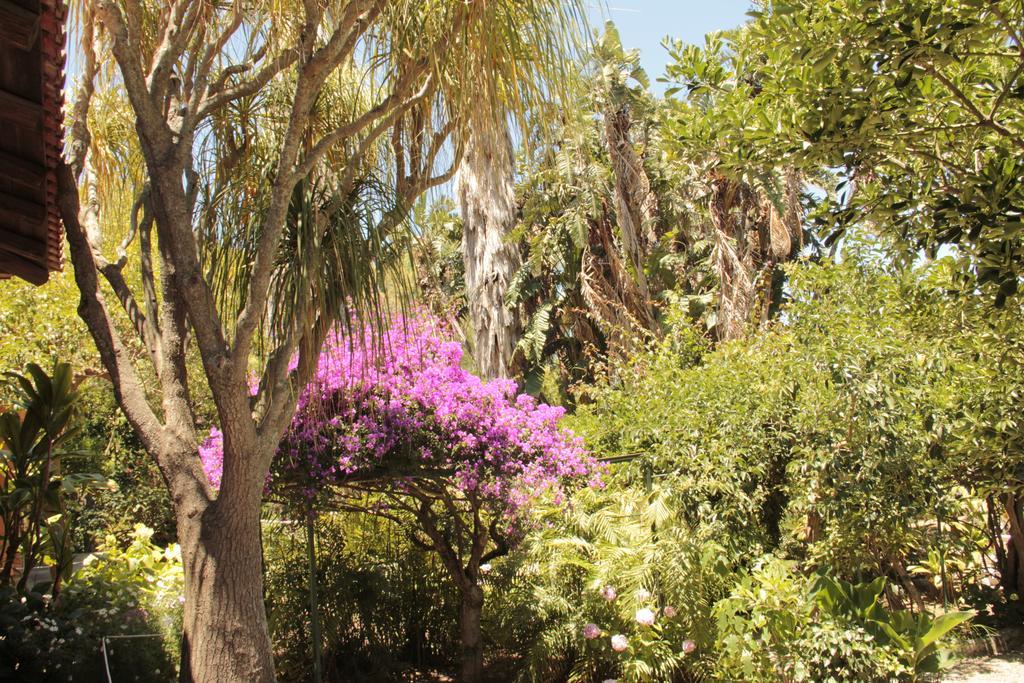 Villa Le Palme Garden à San Giorgio  Extérieur photo